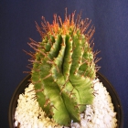 Euphorbia Poligona
