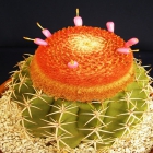 Melocactus Violaceus