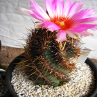 Thelocactus Bicolor