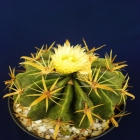 Ferocactus Recurvus
