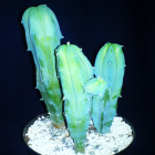 Myrtillocactus Geometrizans