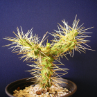 Cylindopuntia Tunicata