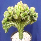 Euphorbia Cristata