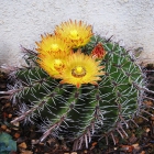 Ferocactus Horridus