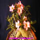 Rosa do Deserto (Flor Meschada)