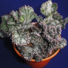Euphorbia Lactea Cristata