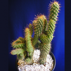 Cilindopuntia Monstruosa