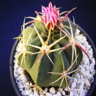 Ferocactus Lastipinus