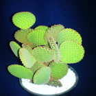Opuntia Microdasys