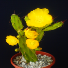 Opuntia Flor Amarela