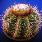 Melocactus Coroa de frade
