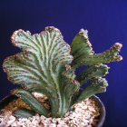 Monvillea Spegazzinii Cristata