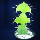 Euphorbia Grandicornis