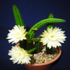Monvillea Euchlora