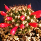 Mammillaria Mammillaris