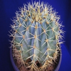 Ferrocactus Glaucensis