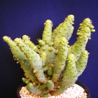 Opuntia Monacantha