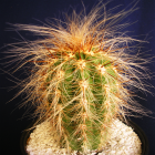 Oreocereus Celsianus