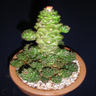 Monadenium Ritchieri