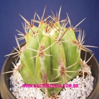 Echinocactus Platycanthus