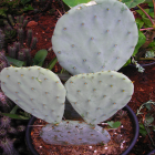 Opuntia Robusta Azul