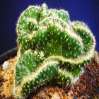 Cylindropuntia Var. Cristata
