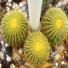 Echinocactus Grussoni